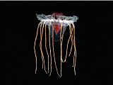 Jellyfish Canvas Paintings - Jellyfish 1